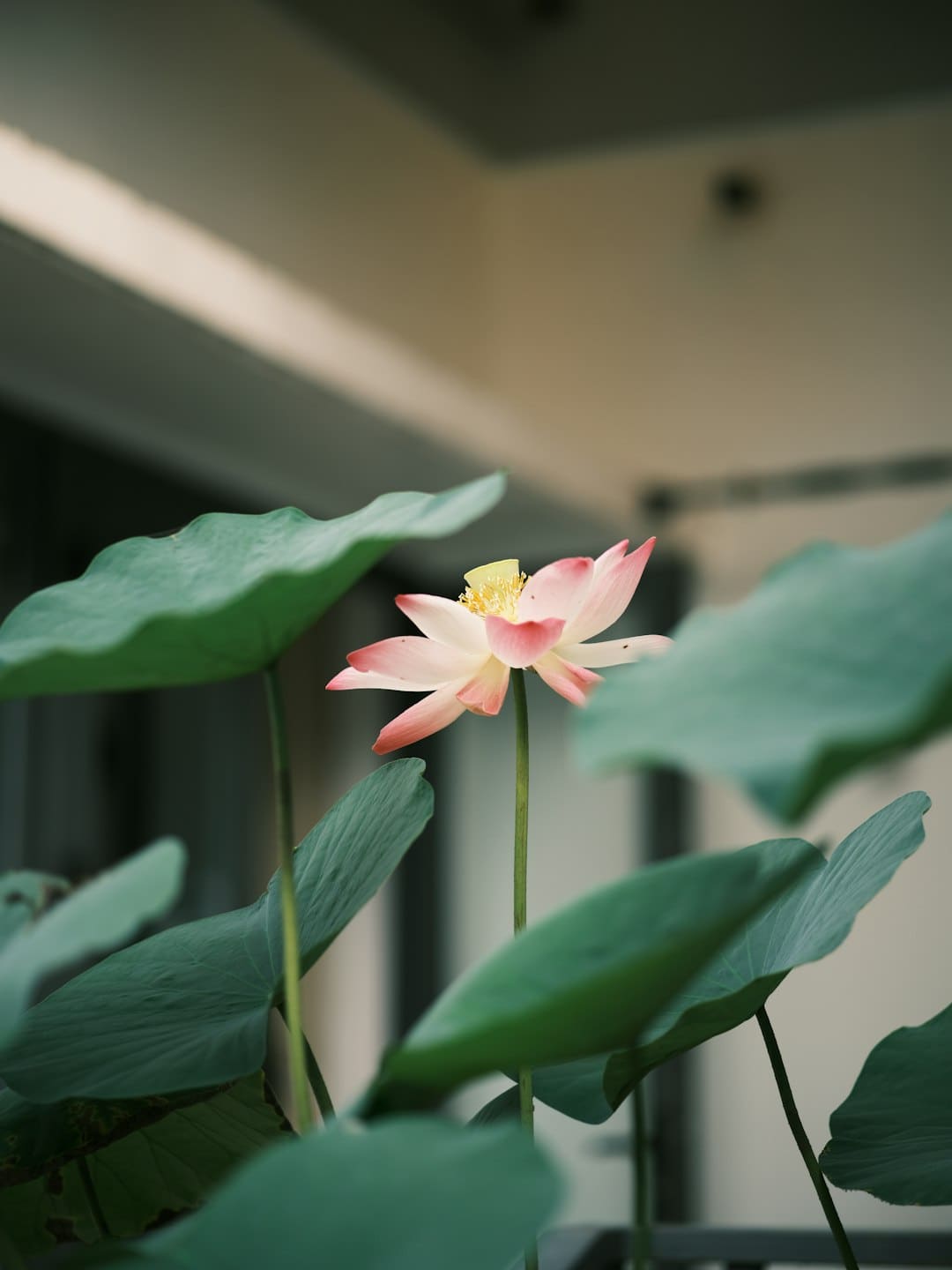 瓢虫的天敌
